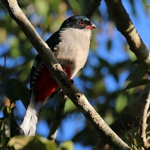 Cuban trogon